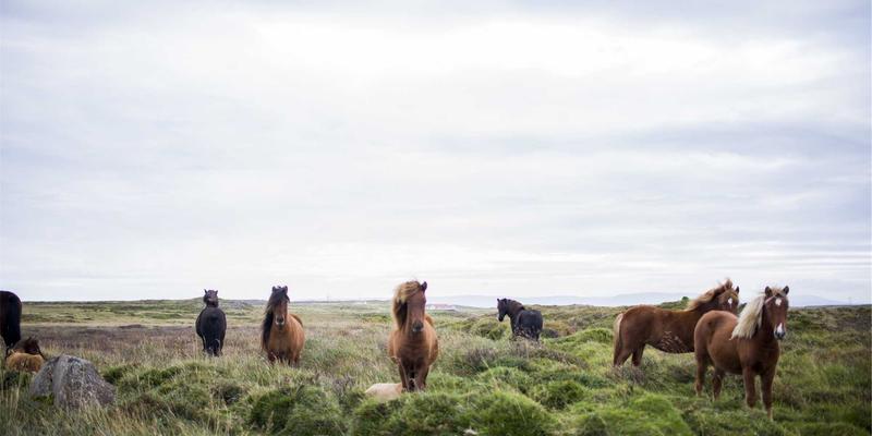 中国艺术收藏的传承与创新：鸿星阁雕塑与家族信托、艺术基金的融合之道