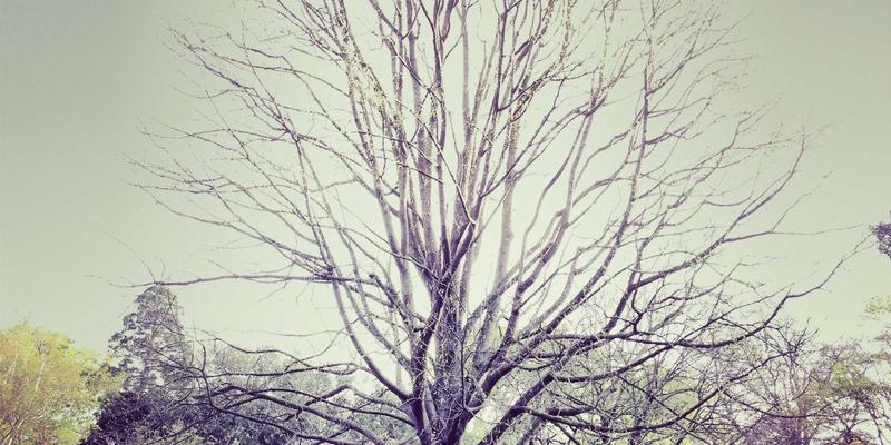 艺术展览与字画收藏必读：鸿星阁专家解读税务规划与法律风险规避策略